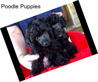 Poodle Puppies