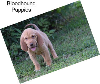 Bloodhound Puppies