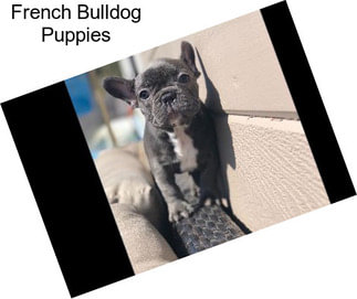 French Bulldog Puppies