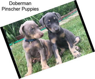 Doberman Pinscher Puppies