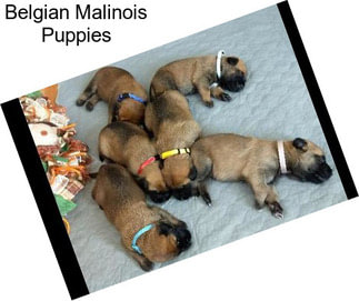 Belgian Malinois Puppies