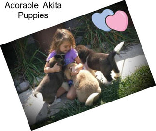Adorable  Akita Puppies