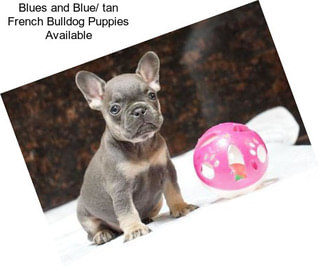 Blues and Blue/ tan French Bulldog Puppies Available