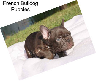 French Bulldog Puppies