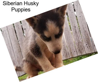 Siberian Husky Puppies