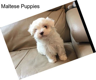 Maltese Puppies