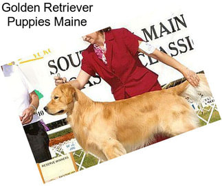 Golden Retriever Puppies Maine