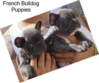 French Bulldog Puppies