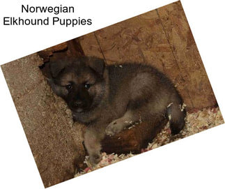 Norwegian Elkhound Puppies