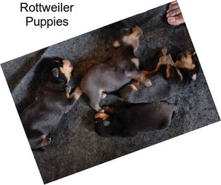 Rottweiler Puppies