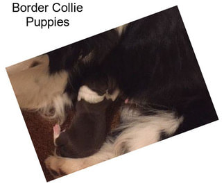 Border Collie Puppies