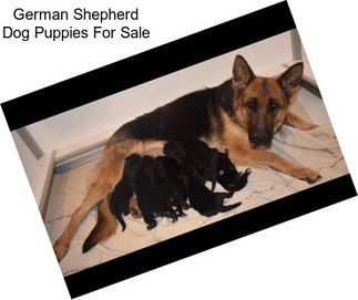 German Shepherd Dog Puppies For Sale