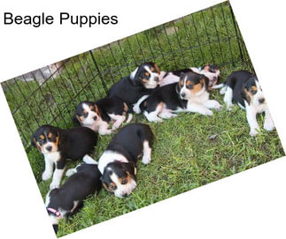 Beagle Puppies