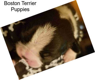 Boston Terrier Puppies