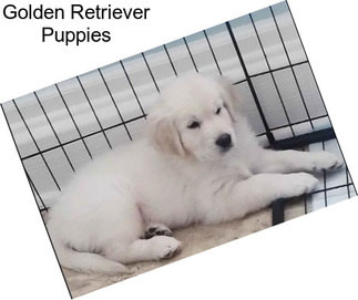 Golden Retriever Puppies