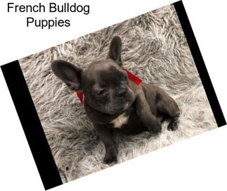 French Bulldog Puppies