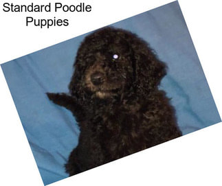 Standard Poodle Puppies