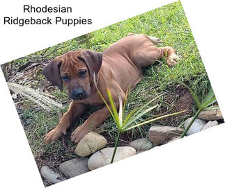 Rhodesian Ridgeback Puppies