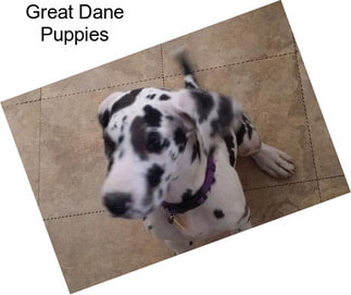 Great Dane Puppies