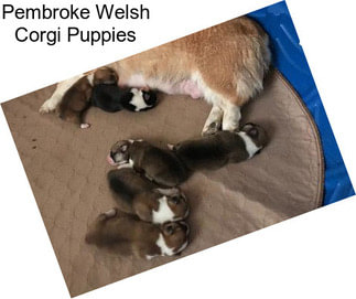 Pembroke Welsh Corgi Puppies