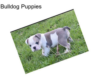 Bulldog Puppies