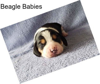 Beagle Babies