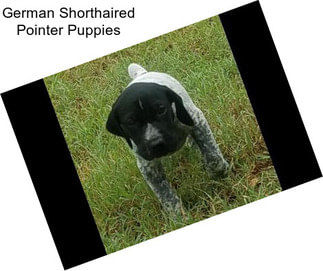 German Shorthaired Pointer Puppies