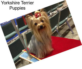 Yorkshire Terrier Puppies