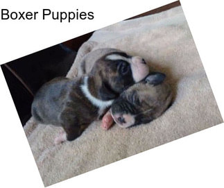 Boxer Puppies