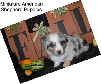 Miniature American Shepherd Puppies