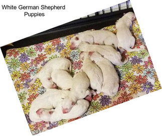 White German Shepherd  Puppies
