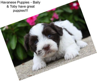 Havanese Puppies - Baily & Toby have great puppies!!!