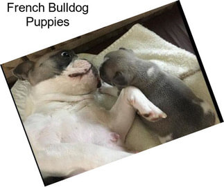 French Bulldog Puppies