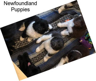 Newfoundland Puppies