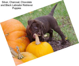 Silver, Charcoal, Chocolate and Black Labrador Retriever Puppies