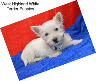 West Highland White Terrier Puppies