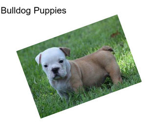 Bulldog Puppies