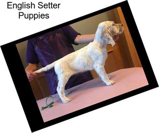 English Setter Puppies