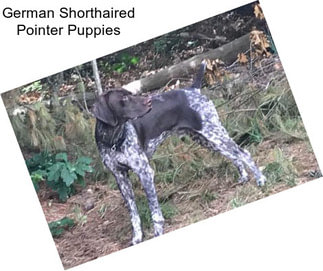 German Shorthaired Pointer Puppies