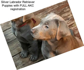 Silver Labrador Retriever Puppies with FULL AKC registration