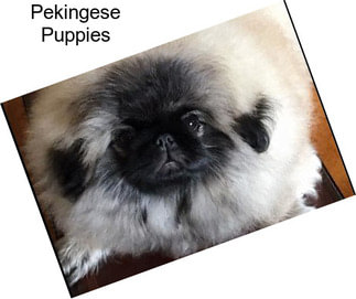 Pekingese Puppies