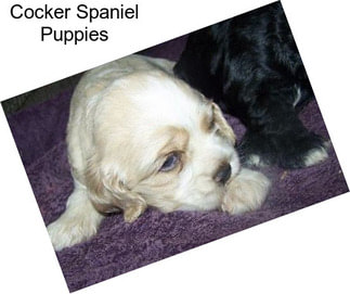 Cocker Spaniel Puppies