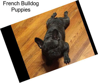 French Bulldog Puppies