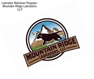 Labrador Retriever Puppies - Mountain Ridge Labradors, LLC