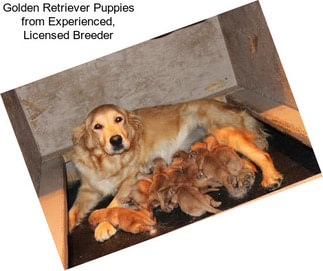 Golden Retriever Puppies from Experienced, Licensed Breeder