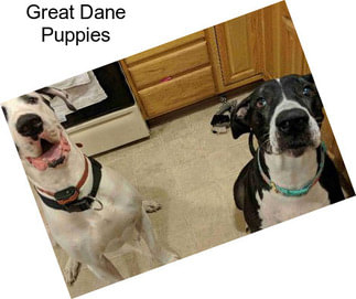 Great Dane Puppies