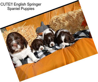 CUTE!! English Springer Spaniel Puppies