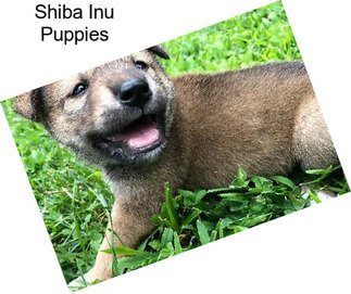 Shiba Inu Puppies