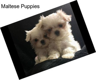 Maltese Puppies