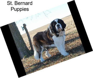 St. Bernard Puppies